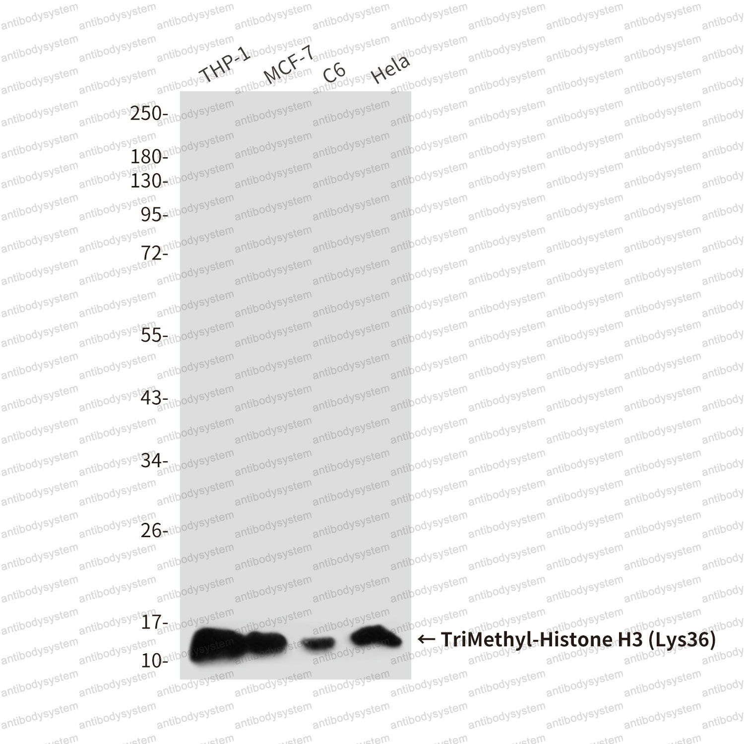 Anti-TriMethyl-Histone H3 (Lys36) Antibody (R3P57)