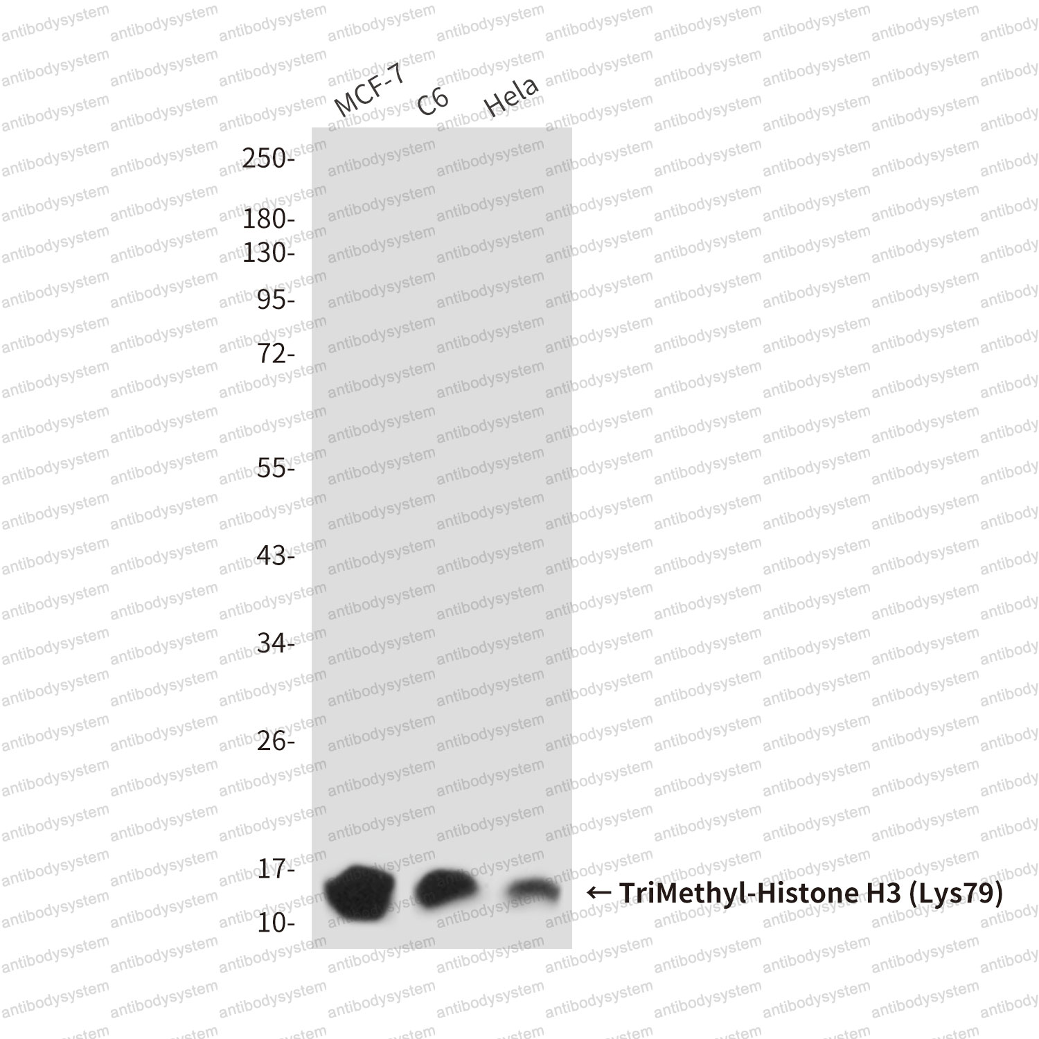 Anti-TriMethyl-Histone H3 (Lys79) Antibody (R3P58)