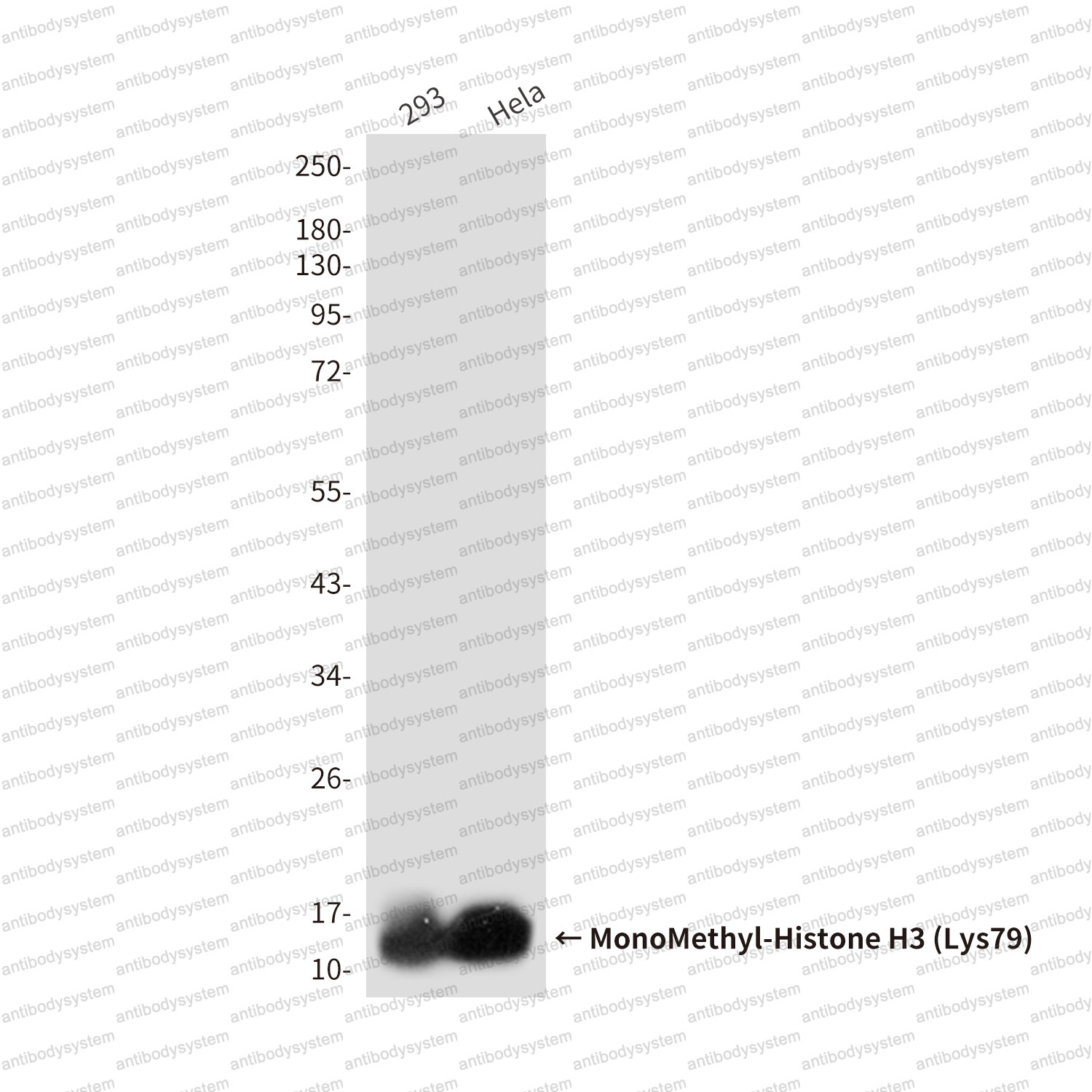 Anti-MonoMethyl-Histone H3 (Lys79) Antibody (R3P59)