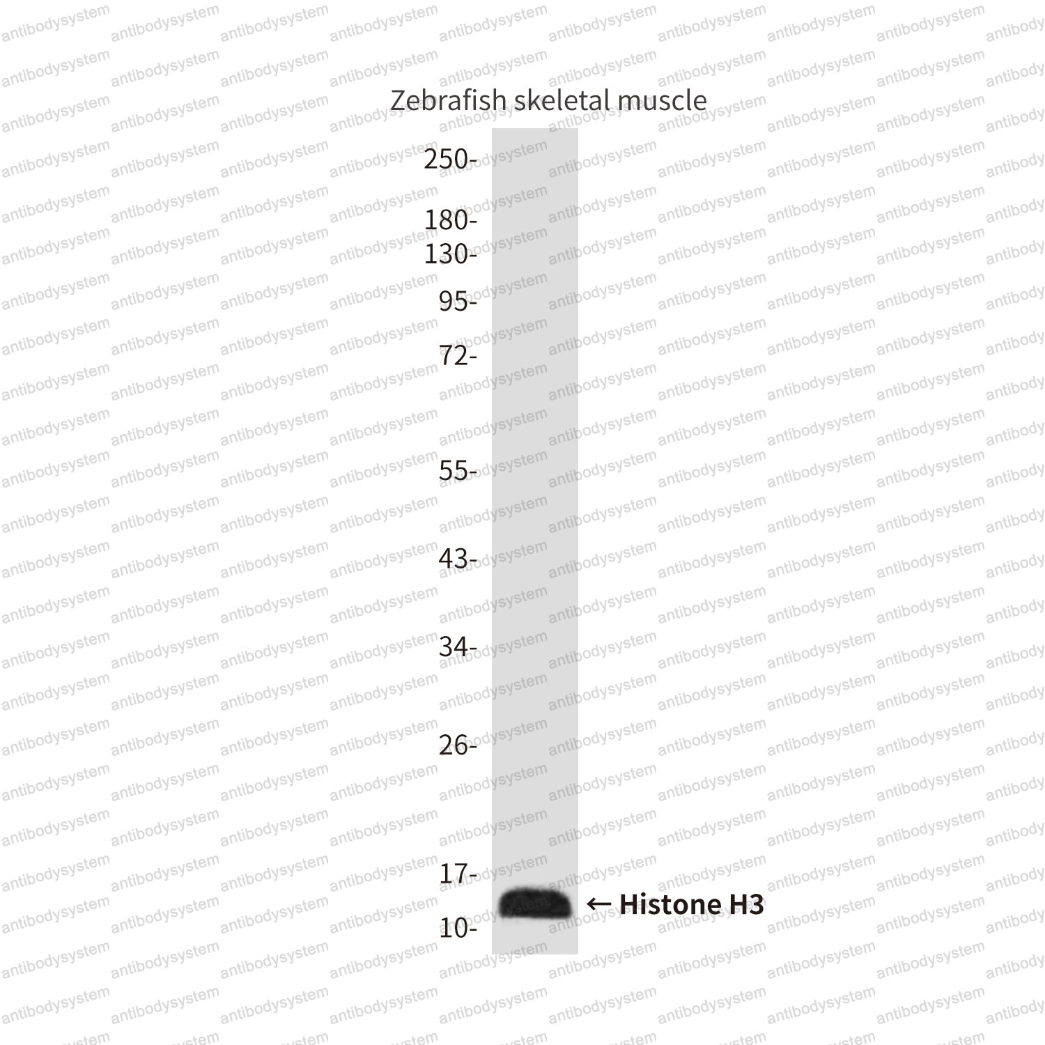 Anti-Histone H3 (Zebrafish Specific) Antibody (R3P60)