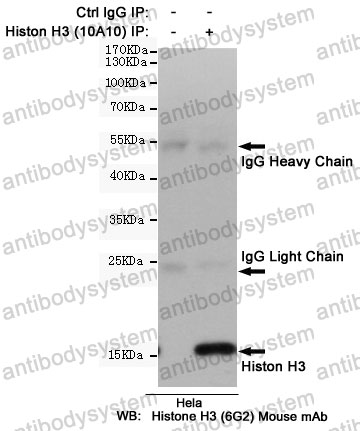 Anti-Histone H3 Antibody (R3P61)
