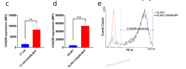Flow Cytometry for Anti-Human CXADR Antibody (SAA0357) ?>