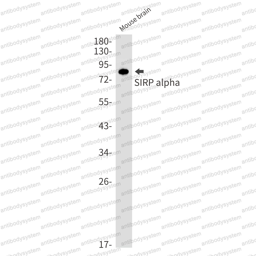 Anti-CD172a/SIRPA Antibody (R2B22)