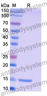 Anti-Human CD156a/ADAM8 Nanobody (SAA1215)