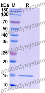 Anti-Human ASIC1 Nanobody (SAA1106)