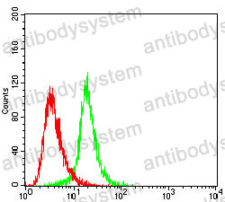 Anti-DLG4/PSD95 Antibody (R3P67)