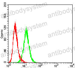 Anti-DLG4/PSD95 Antibody (R3P68)