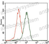 Anti-PHC1 Antibody (R3P71)