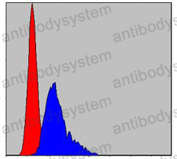 Anti-CCT2 Antibody (R3P73)