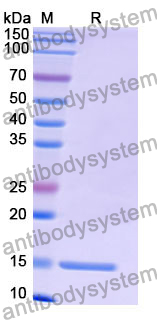 Anti-Human OLR1/LOX1 Nanobody (SAA1291)