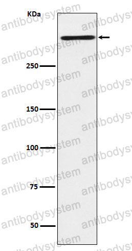 Anti-RELN/Reelin Antibody (R2B32)