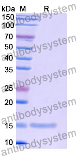 Anti-Human CD156b/ADAM17 Nanobody (SAA1218)