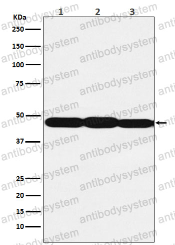 Anti-ELF3 Antibody (R2B34)