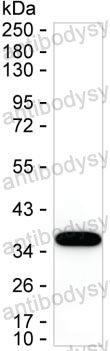 Anti-CCL7/MCP-3 Antibody (R3P86)
