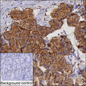 Anti-NUCB2 Antibody (R3P88)