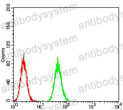 Anti-CBX1 Antibody (R3P93)