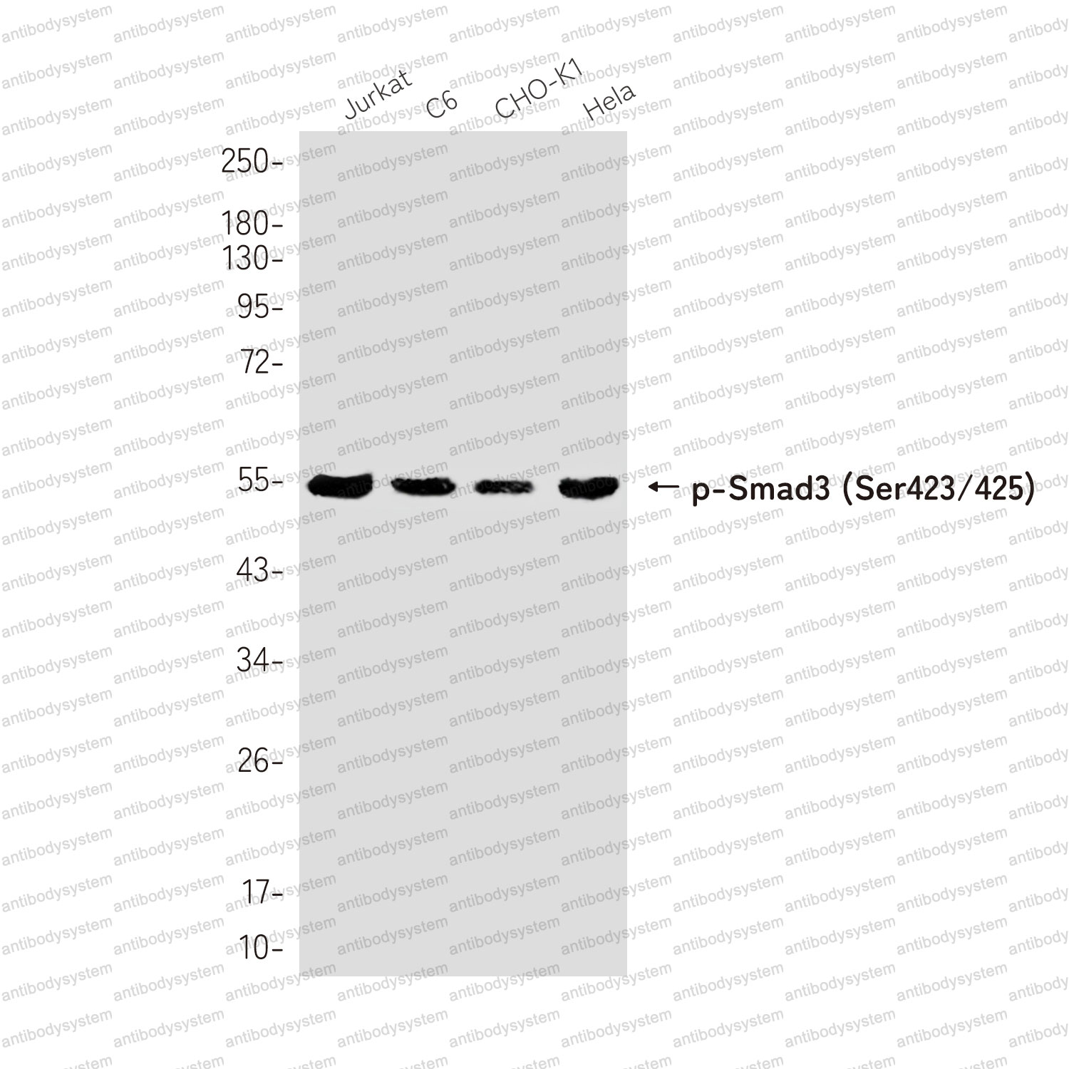 Anti-Phospho-Smad3 (Ser423/425) Antibody (R2B45)