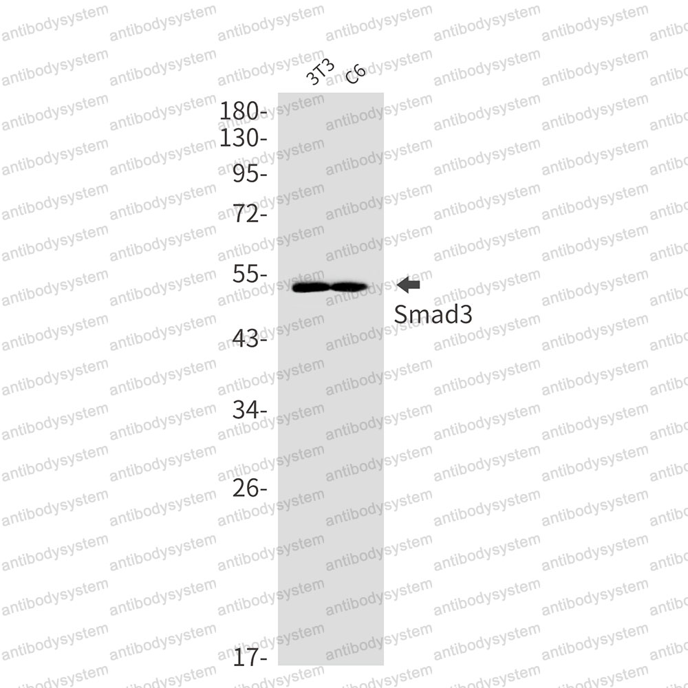 Anti-SMAD3 Antibody (R2B47)