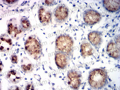 Anti-MUC5AC Antibody (R3Q05)