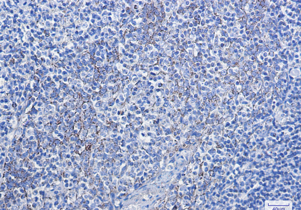 Anti-CYCS Antibody (R2B62)