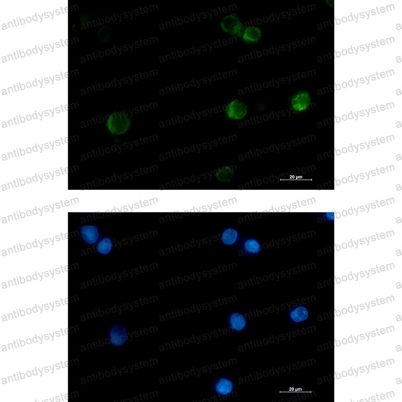 Anti-CYCS Antibody (R2B61)