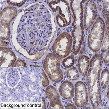 Anti-TFAM Antibody (R3Q12)