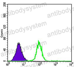 Anti-CDK5 Antibody (R3Q15)