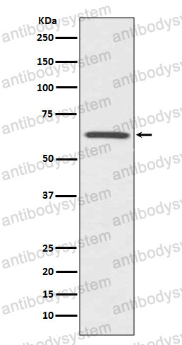 Anti-CDC42EP1 Antibody (R2B76)