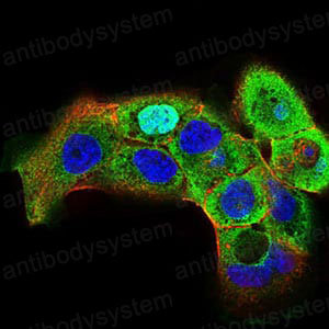 Anti-HSF1 Antibody (R3Q16)