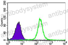 Anti-HNRNPU Antibody (R3Q21)