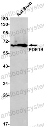 Anti-PDE1B Antibody (R2B85)