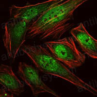 Anti-RUNX1 Antibody (R3Q33)