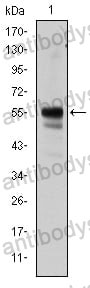 Anti-RUNX1 Antibody (R3Q34)