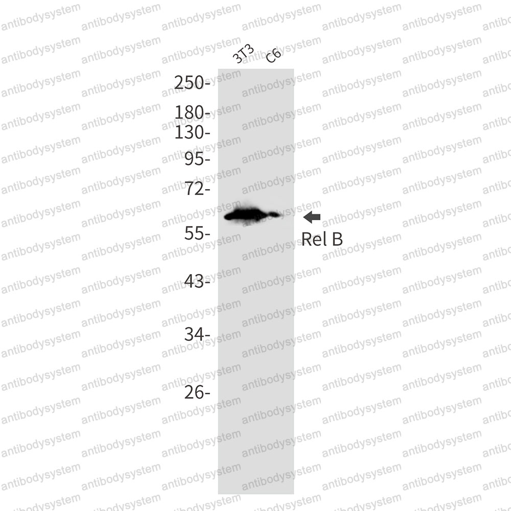 Anti-RELB Antibody (R2B91)