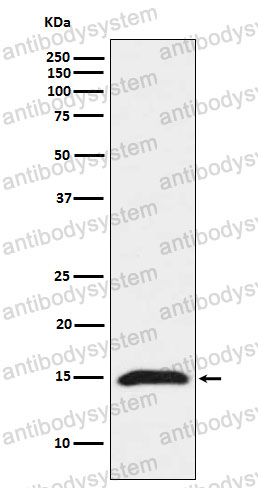 Anti-IFITM3 Antibody (R2B96)
