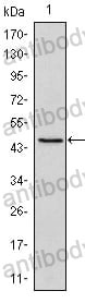 Anti-POU5F1/OCT3/OCT4 Antibody (R3Q47)