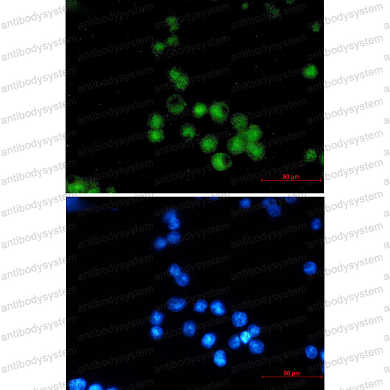 Anti-MEF2A Antibody (R2C09)