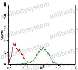 Anti-MEF2A Antibody (R3Q53)