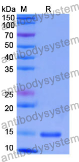 Anti-Human CD269/TNFRSF17/BCMA Nanobody (SAA1321)