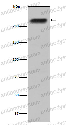 Anti-CENPE Antibody (R2C14)