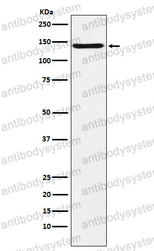 Anti-CNTN2/TAG1 Antibody (R2C17)