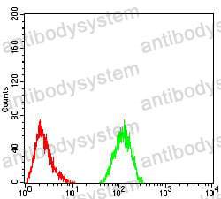 Anti-ALDH6A1 Antibody (R3Q56)