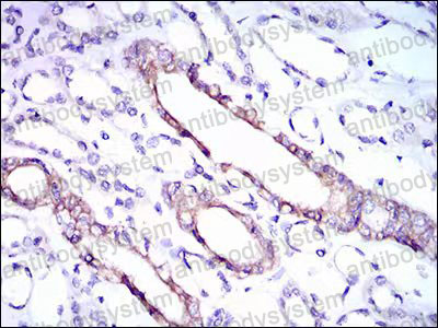 Anti-RPL18A Antibody (R3Q62)