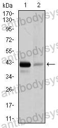 Anti-PAX5 Antibody (R3Q63)