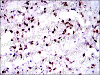 Anti-PAX5 Antibody (R3Q64)