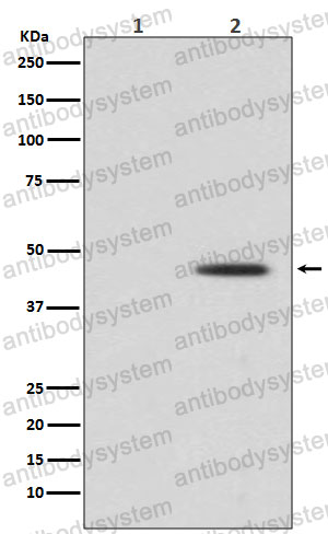 Anti-Phospho-MAP2K1/MEK1 (S298) Antibody (R2C20)