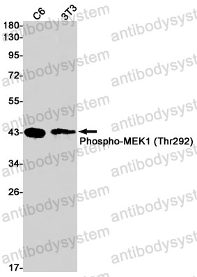 Anti-Phospho-MAP2K1/MEK1 (Thr292) Antibody (R2C23)