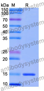 Anti-Human CD202b/TEK/TIE-2 Nanobody (SAA1254)