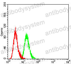 Anti-PAX2 Antibody (R3Q72)