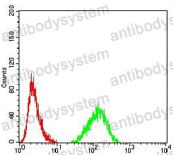 Anti-LMNB2 Antibody (R3Q80)